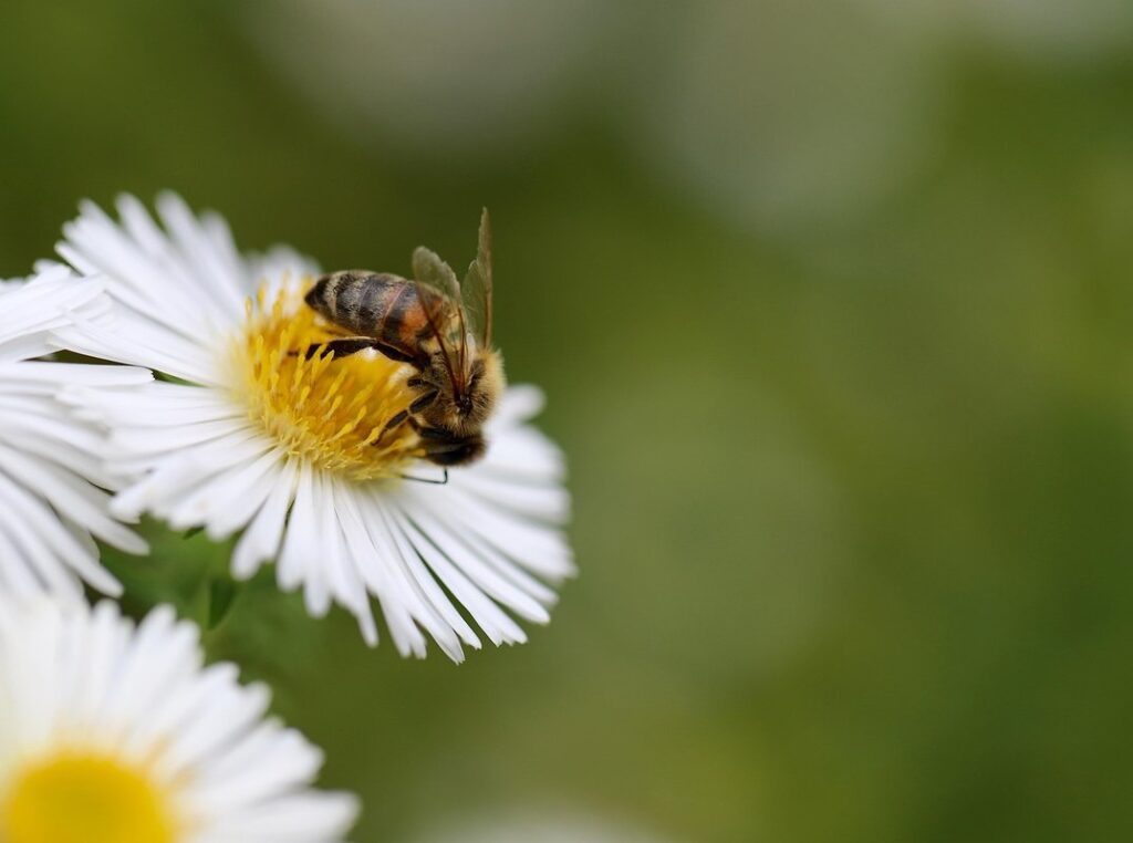 troubleshooting bee pollination issues