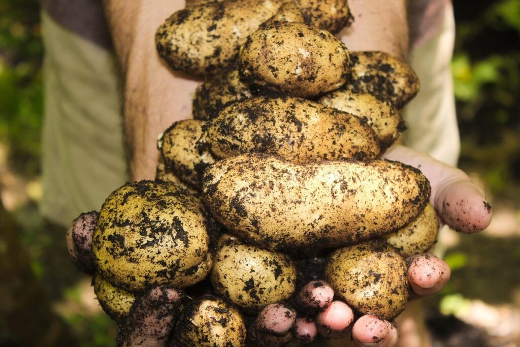 what vegetable is a tuber