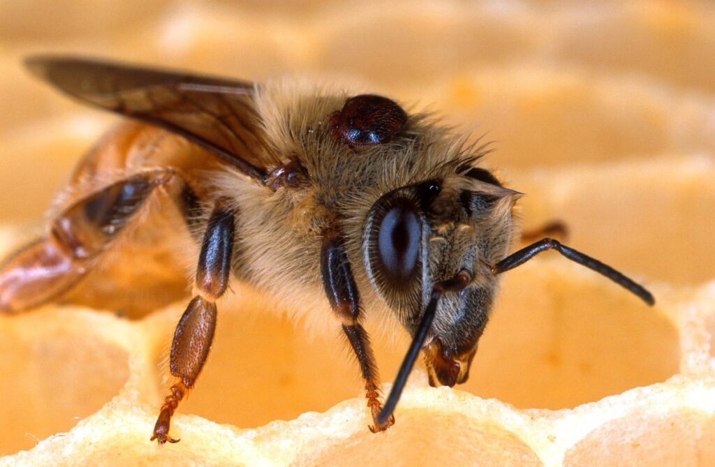 types of mites affecting bees