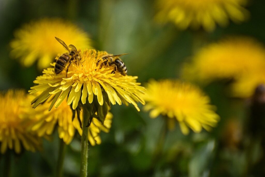 types of pollinator bees