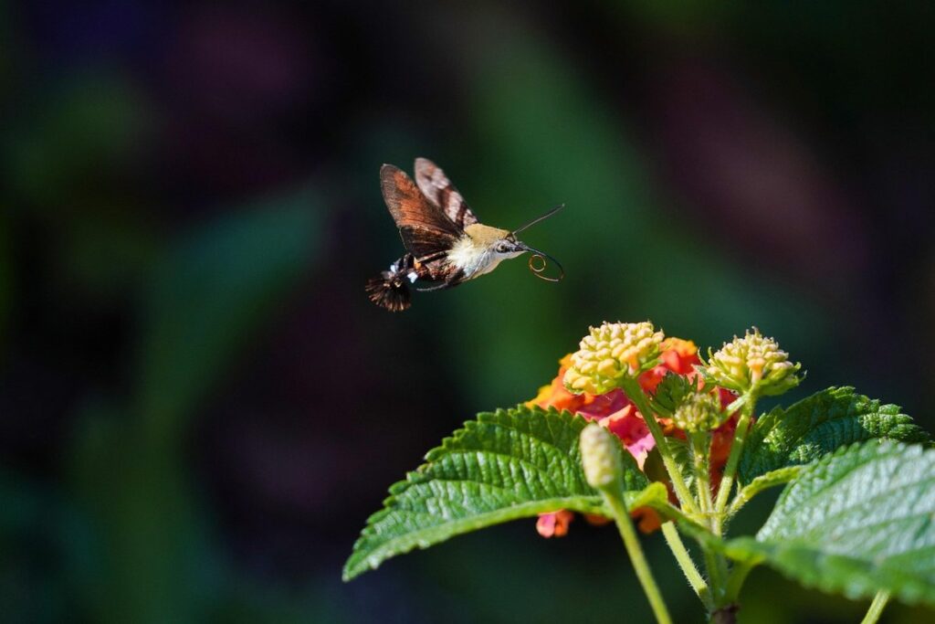 understanding local nectar flows for gardening