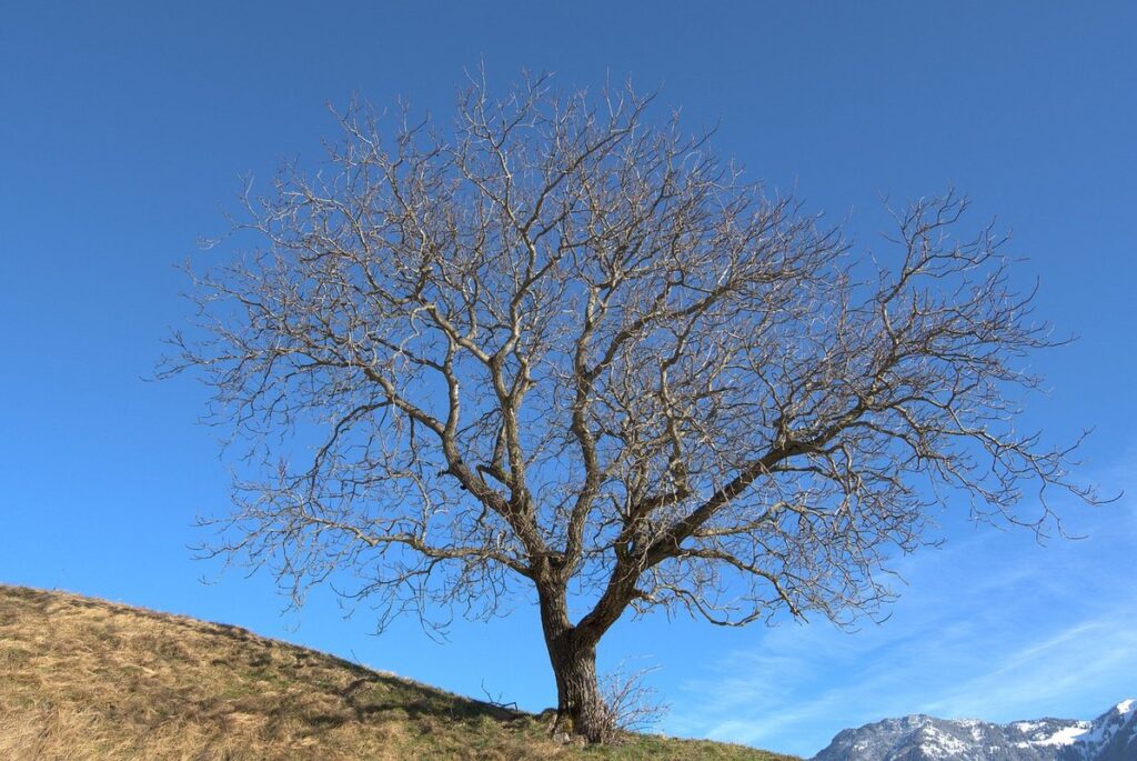 understanding plant dormancy
