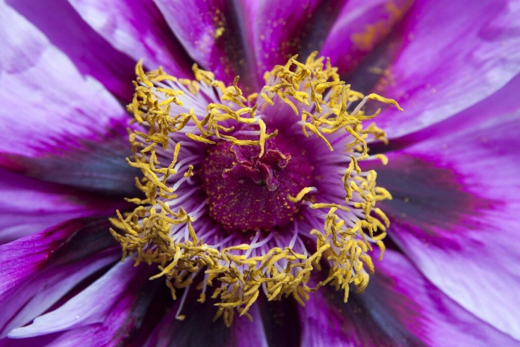 understanding plant nectaries