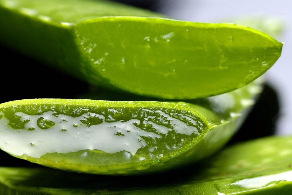 unhealthy aloe plant