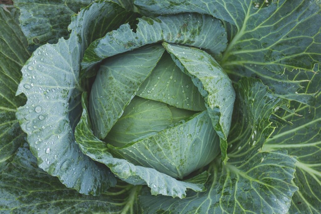 vegetable gardening with bees