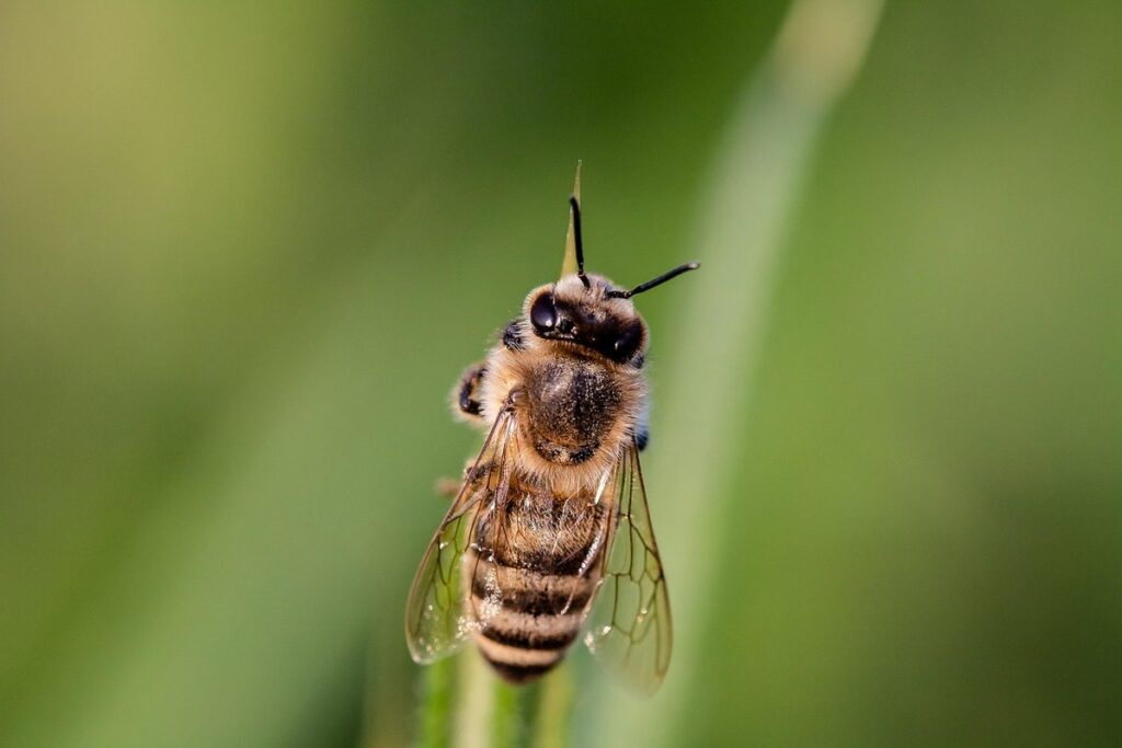 vegetable gardening with pollinator support