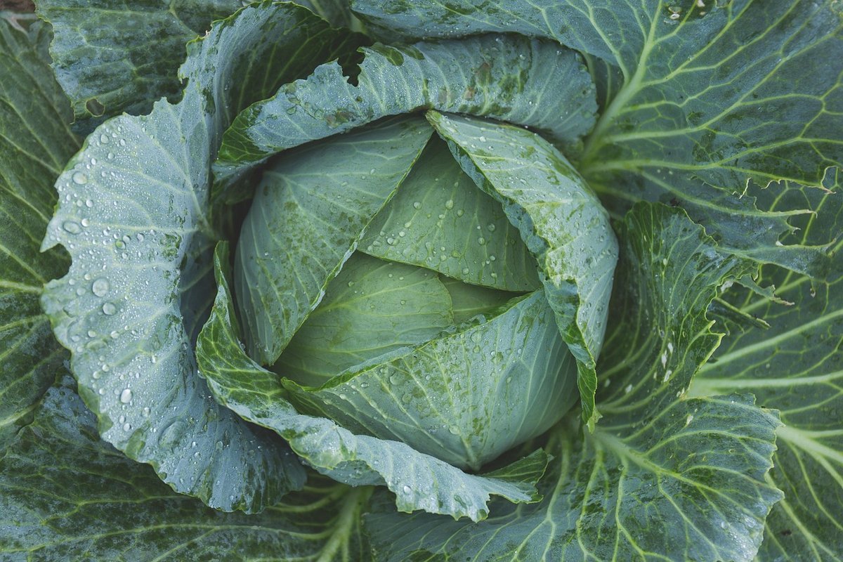 Grow Bag Size Guide for Maximum Vegetable Yield Plant Grower World