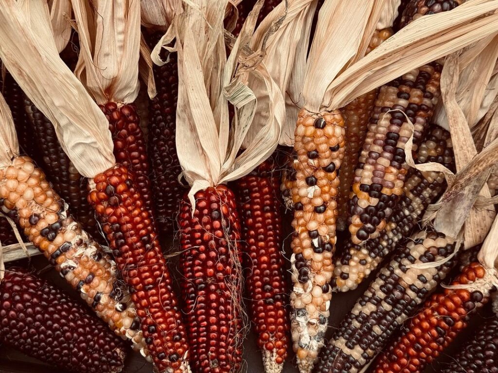 harvest methods for vegetables