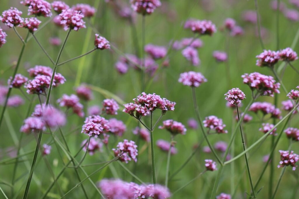 verbena for pollinators