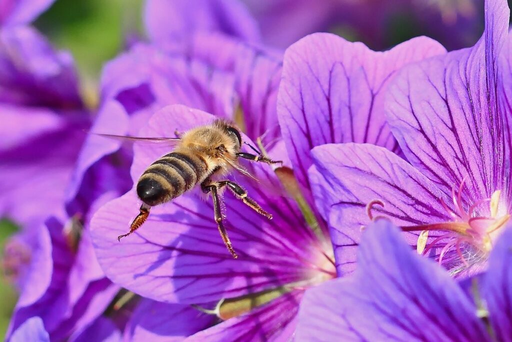 violet carpenter bee