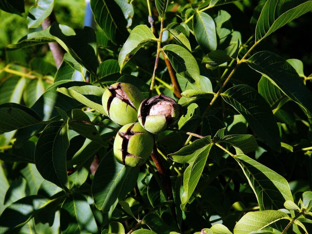 walnut tree