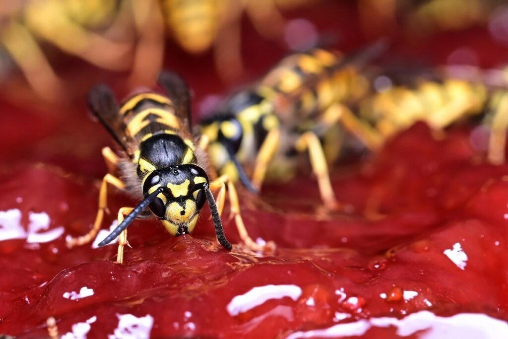 wasp deterrents for gardens