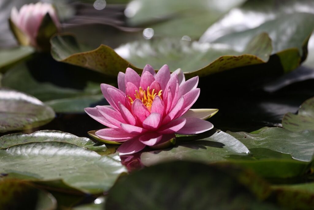 flowers that grow in water