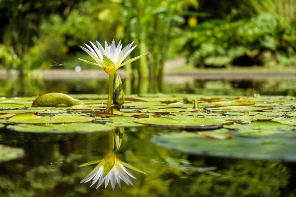 plants that grow in water