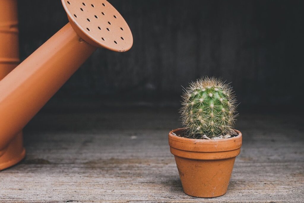 watering techniques for houseplants