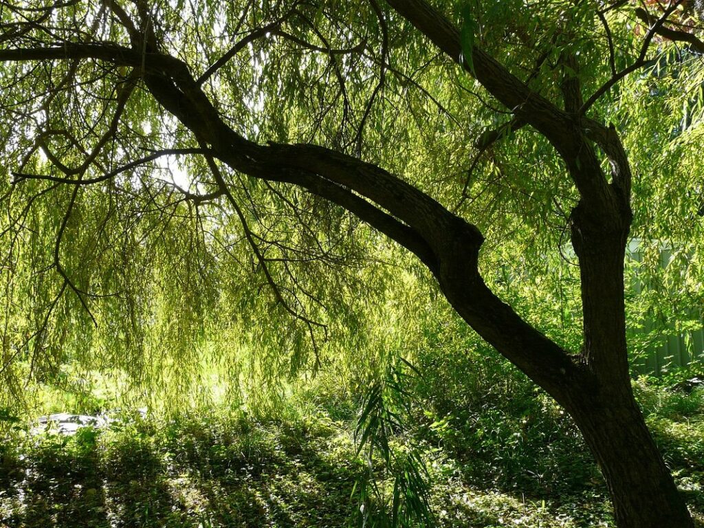 weeping willow