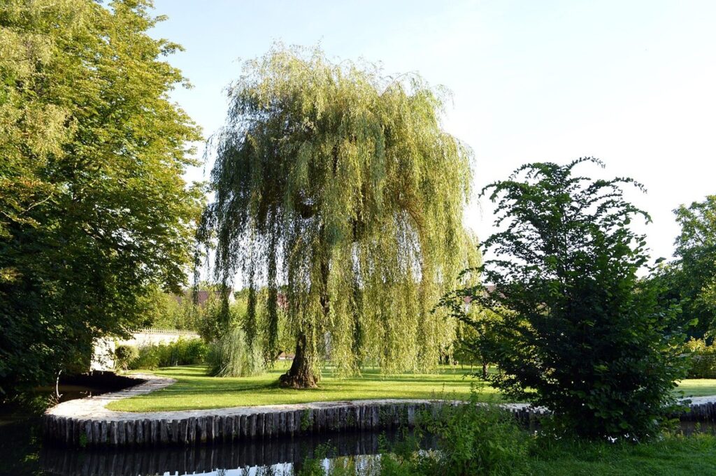 seasonal gardening with weeping willow