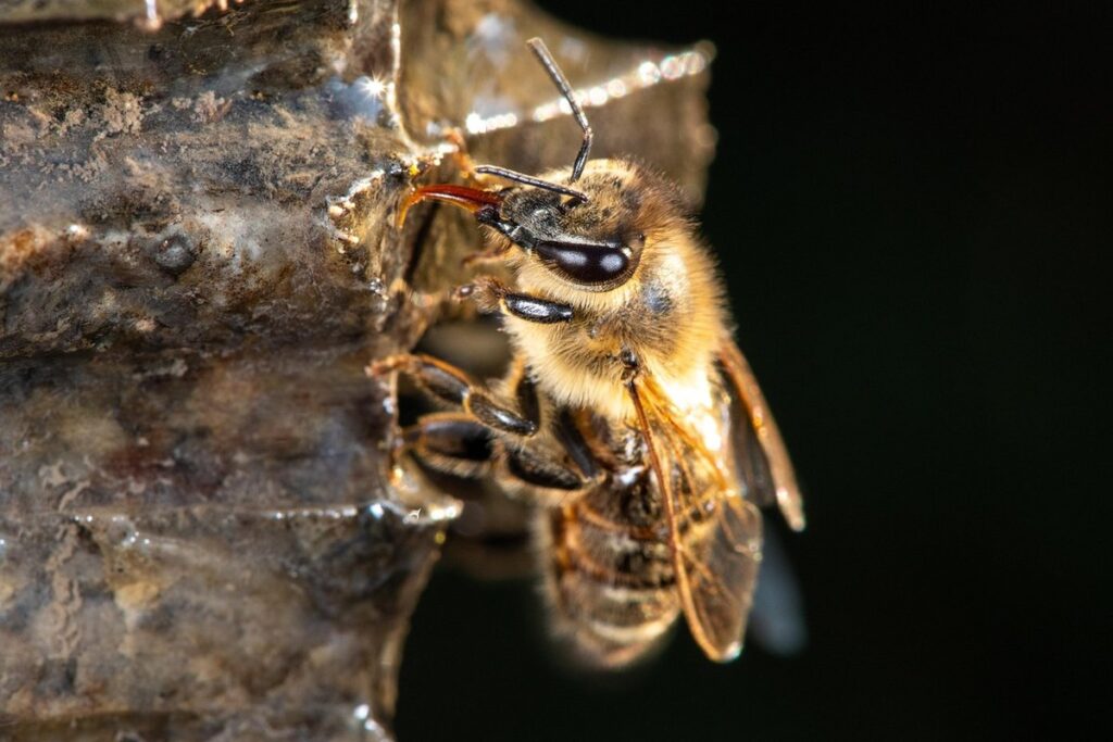 what are bee nucs