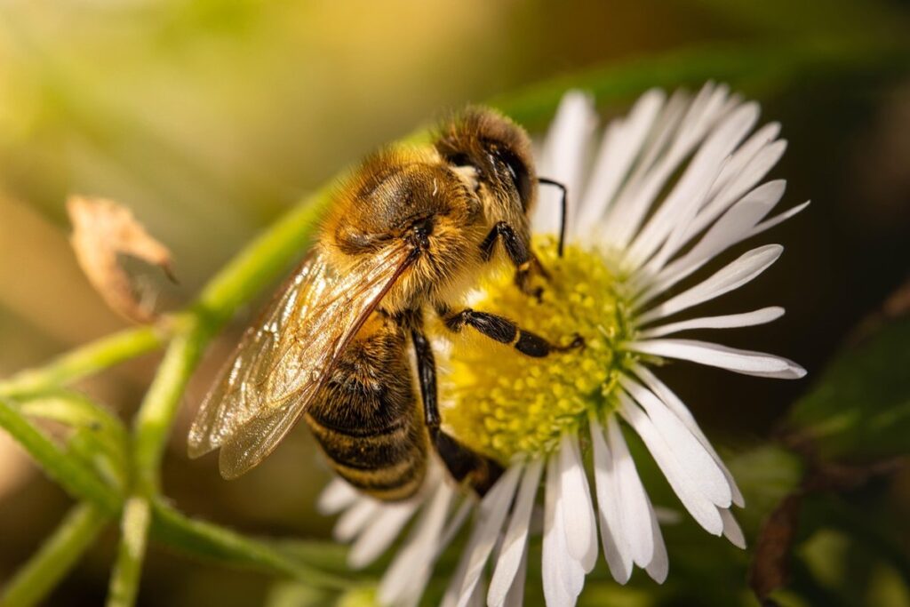 what flowers attract bees