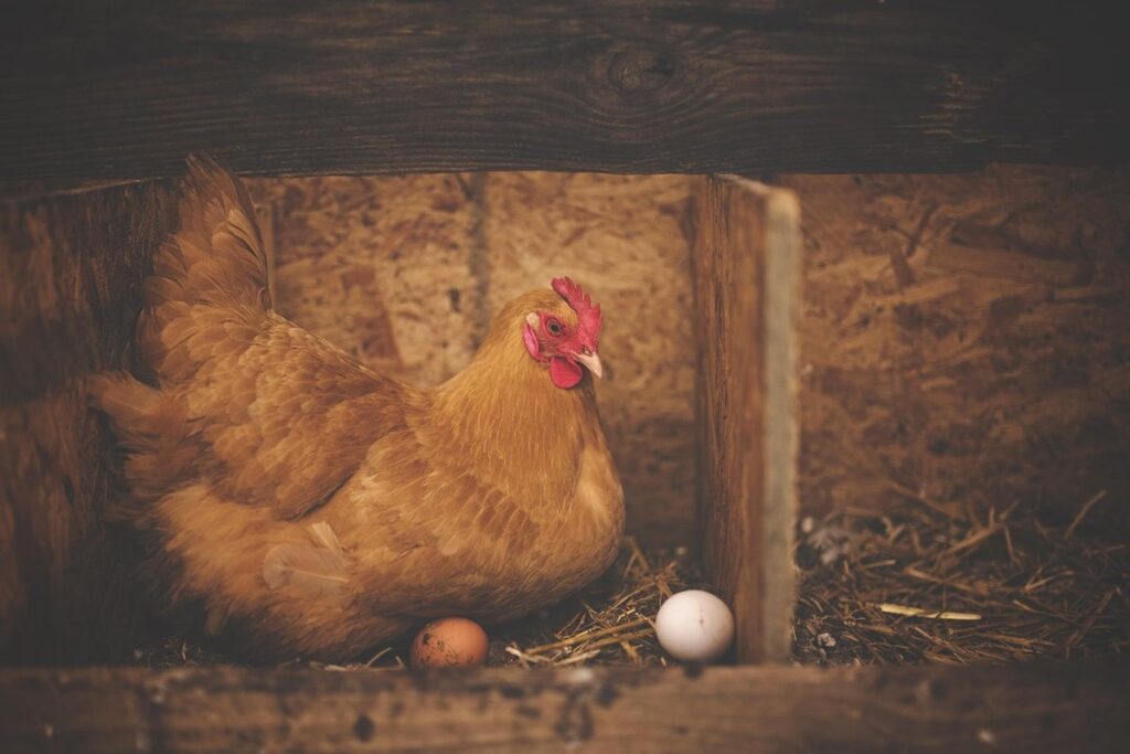 what to plant around chicken coop