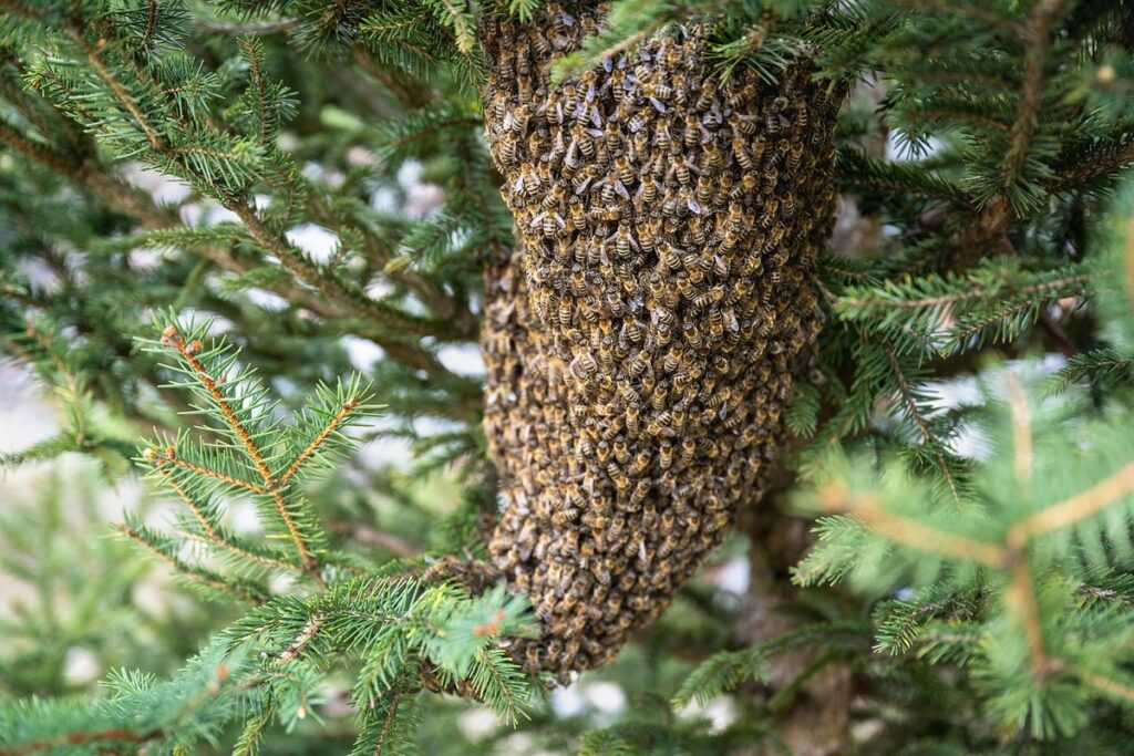 wild bee colony
