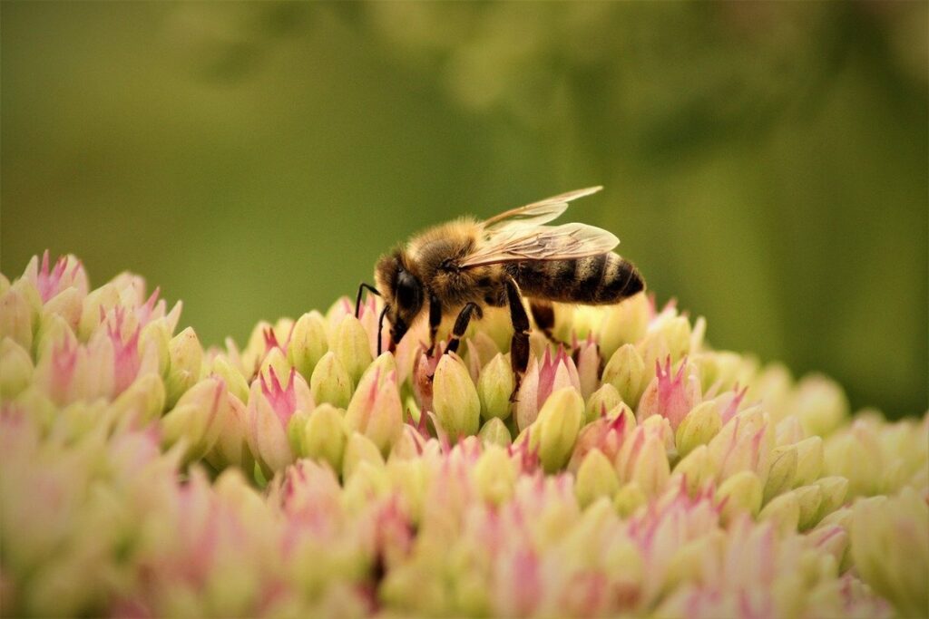 wildbee habitats