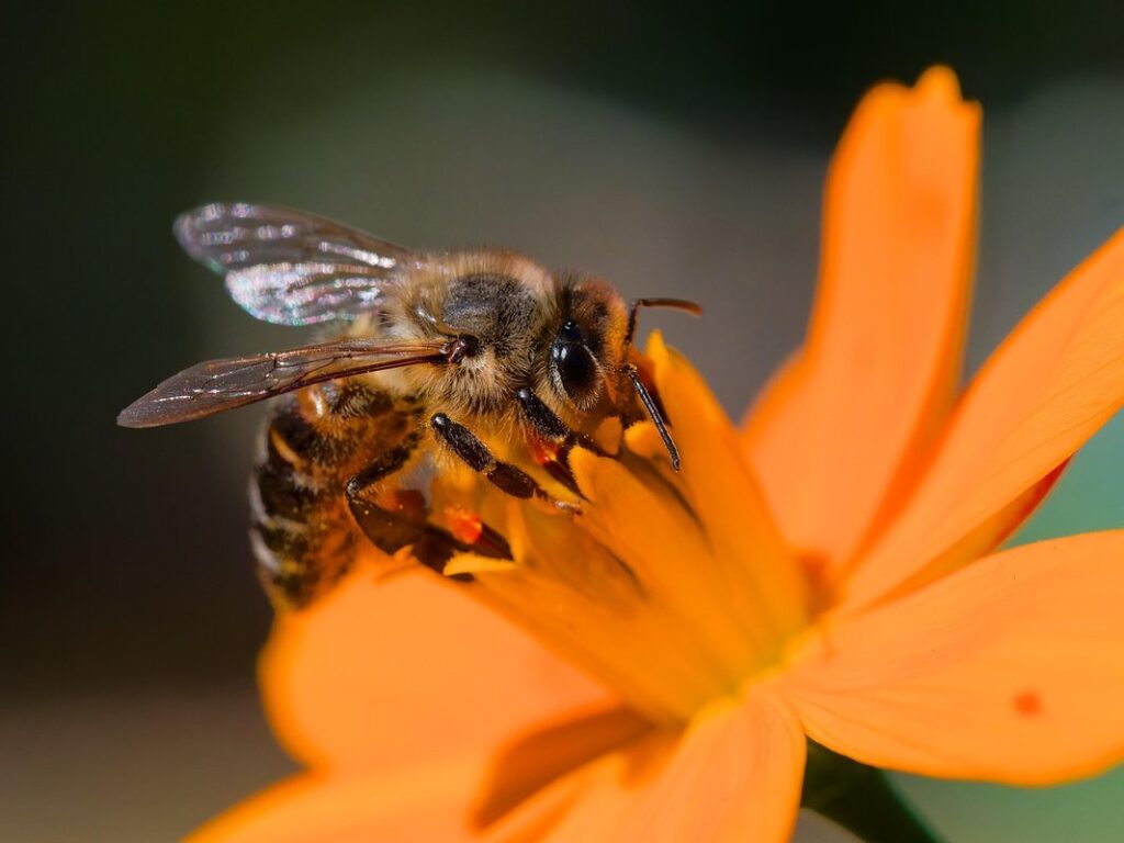 wildflowers for pollinators