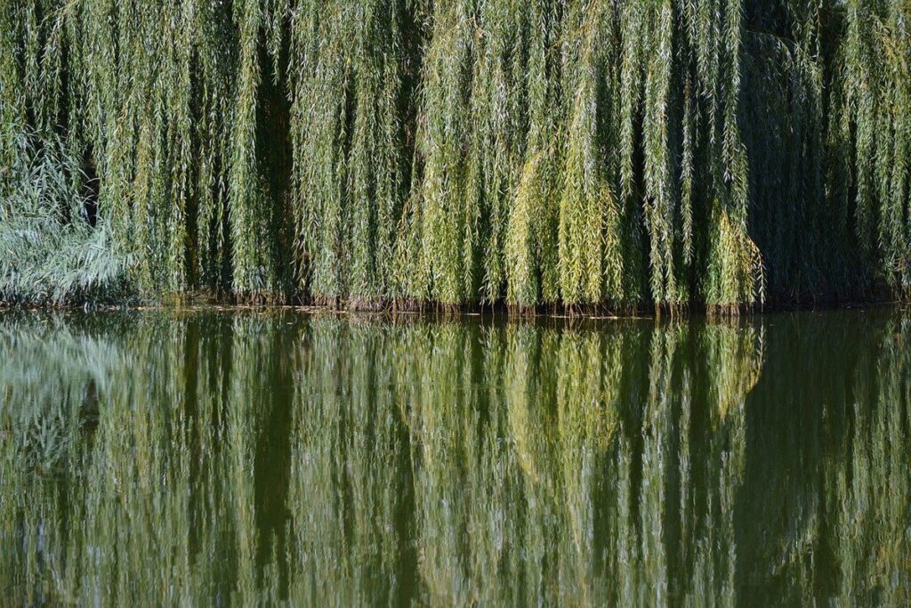 willow tree branches