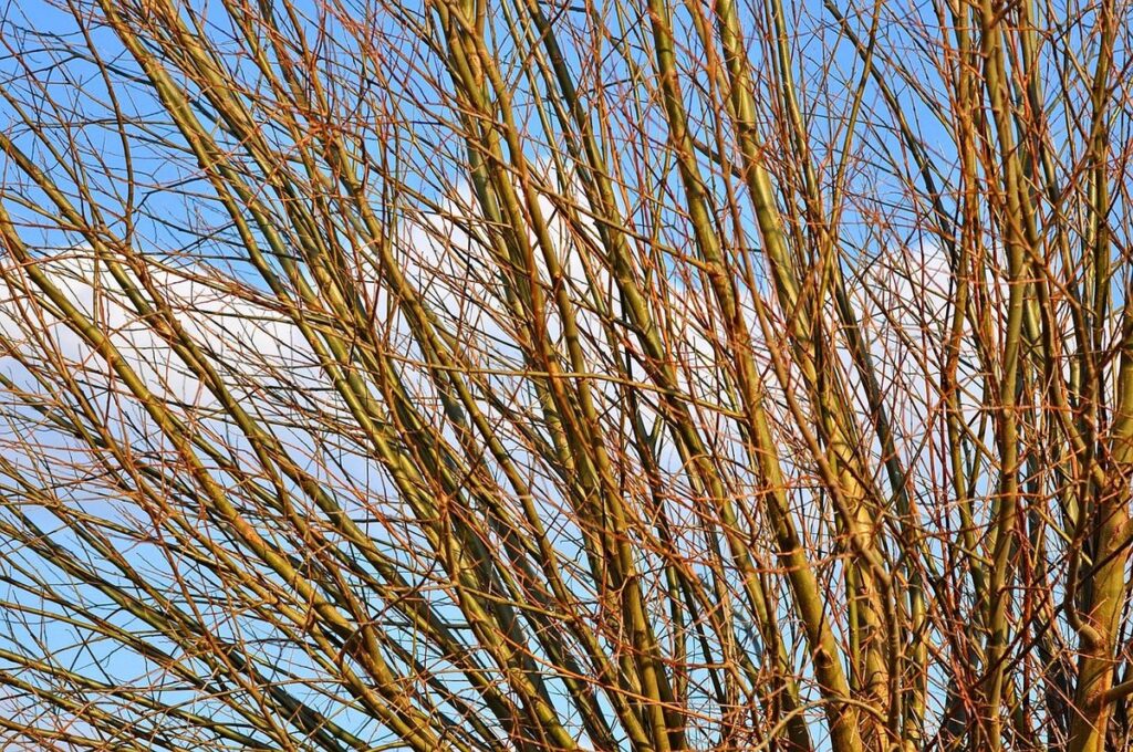 what is willow wood good for