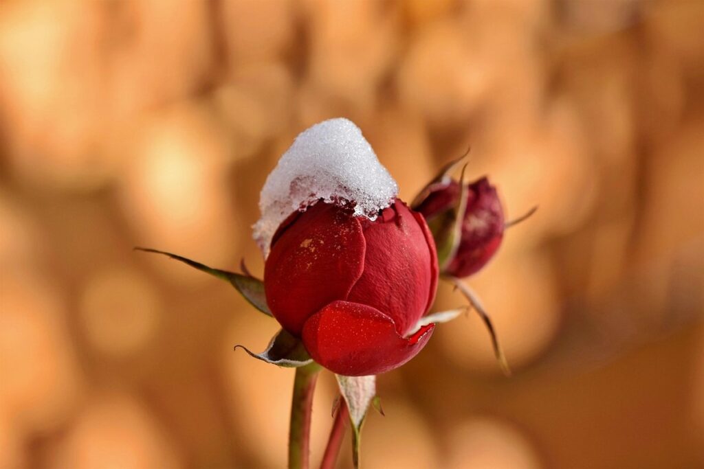 winterizing outdoor gardens
