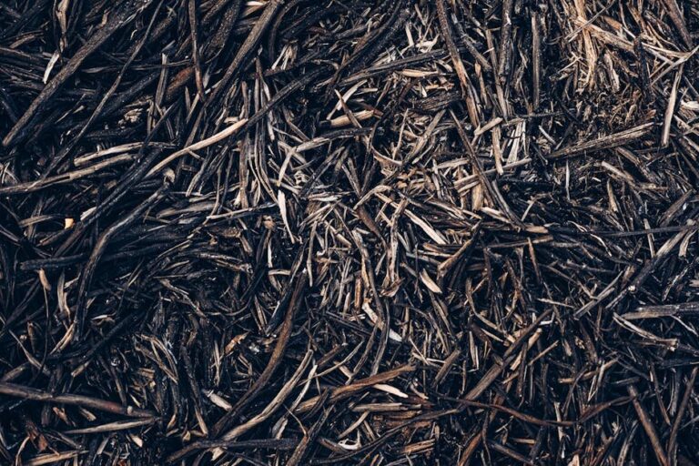 wood chip vs mulch