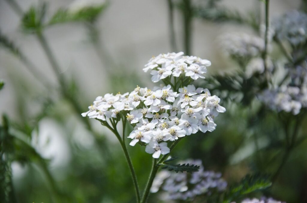 growing yarrow from seeds