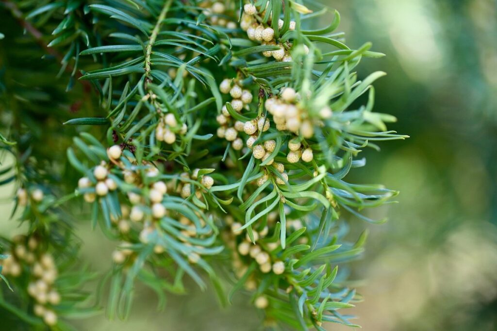 yew tree