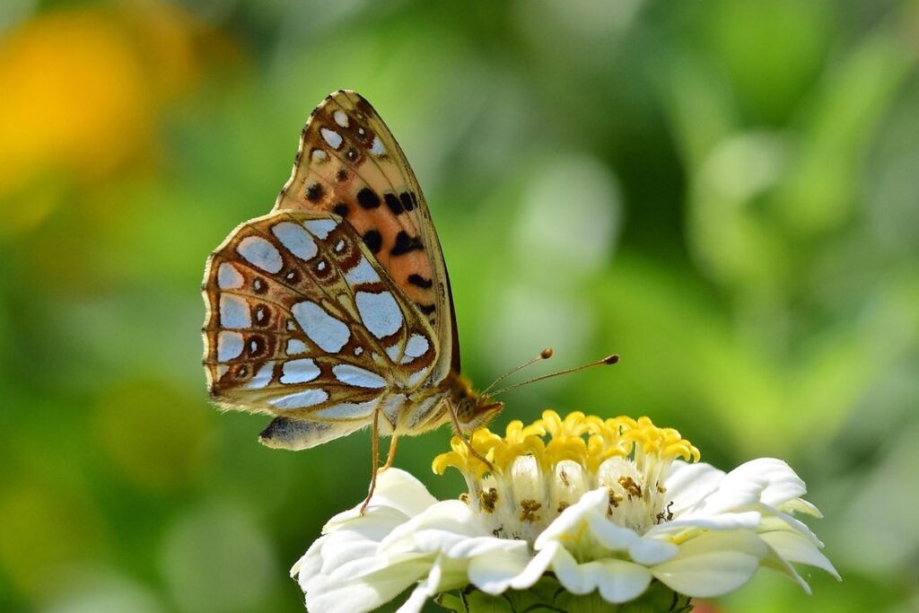 butterfly food chain in gardens