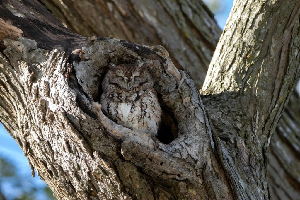 a tree hollow