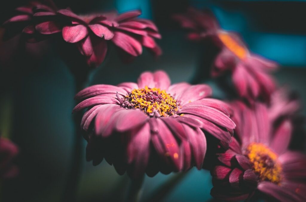 african daisy