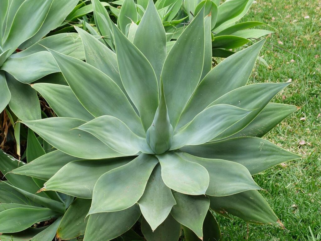 propagating agave in gardens