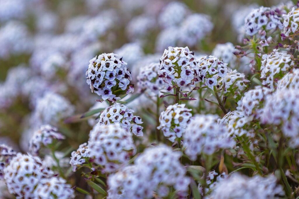 sweet alyssum in gardening