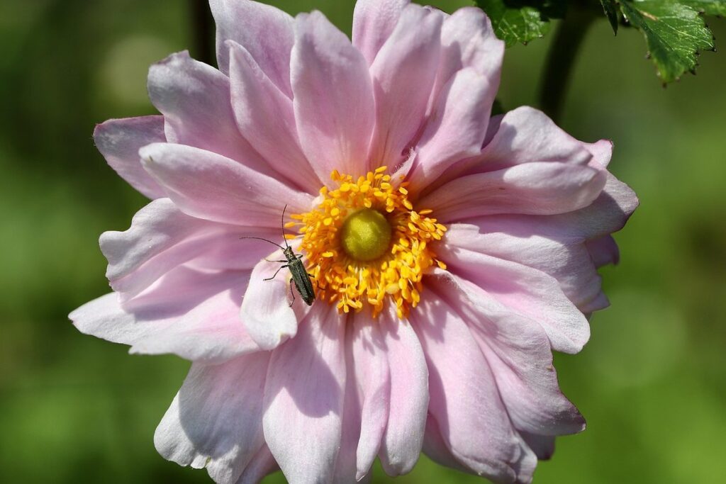 anemone flower