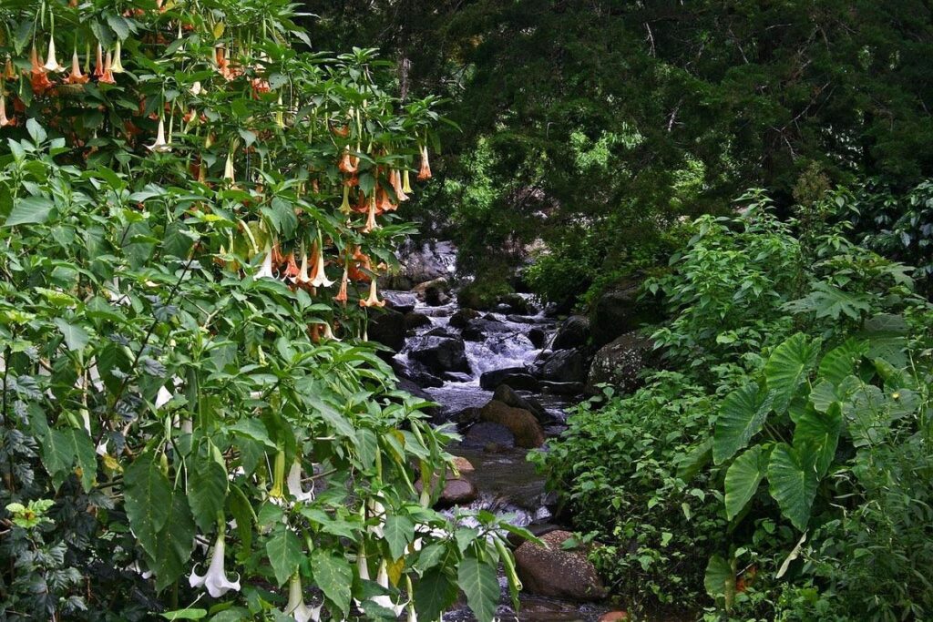 angels trumpet plant poisonous