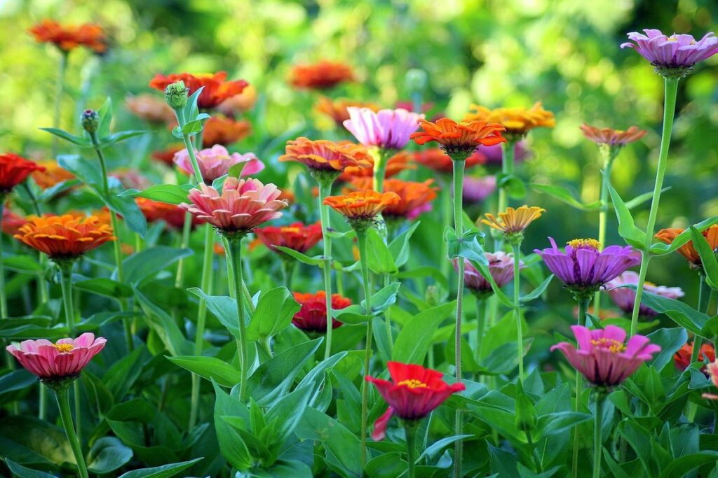 annual flowers zinnias