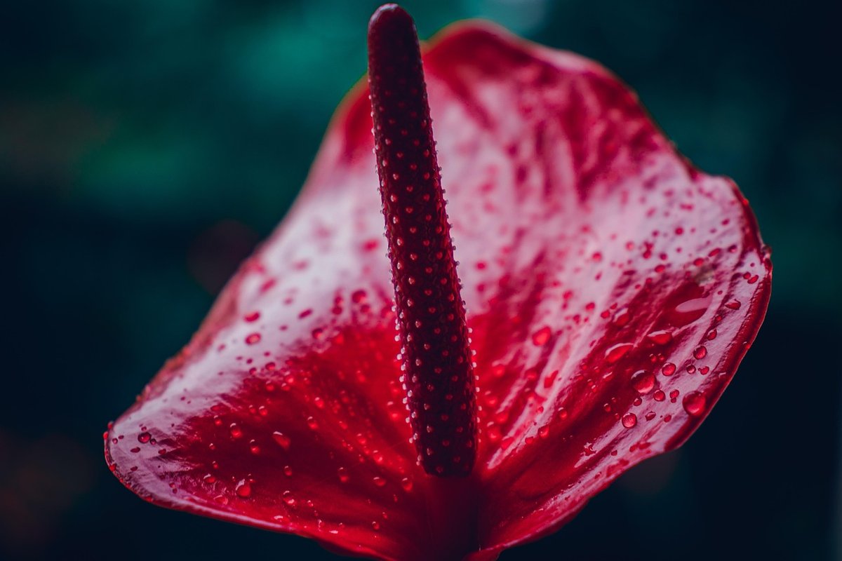 Expert Anthurium Care UK Guide: Thrive with Your Plant at Home
