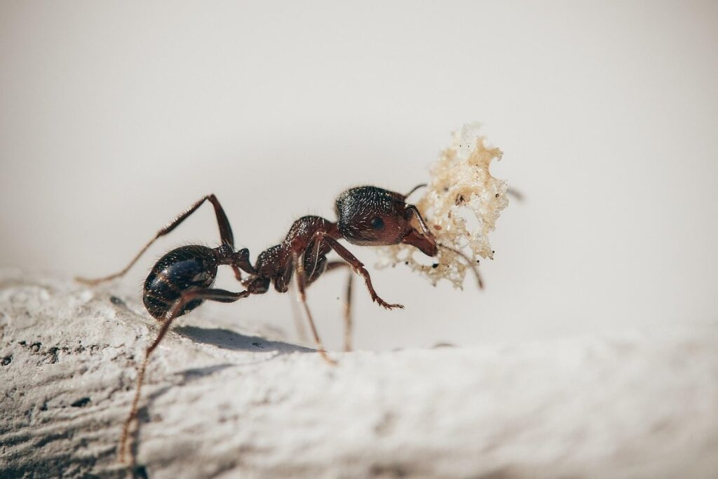 how can i kill ants in my lawn