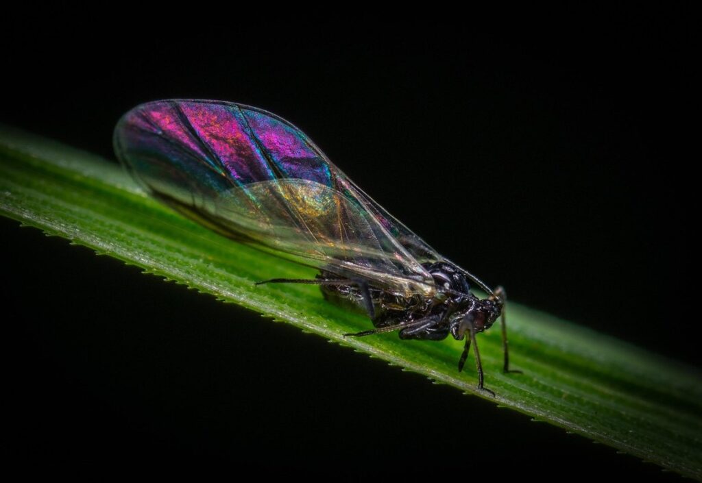 bugs that eat aphids