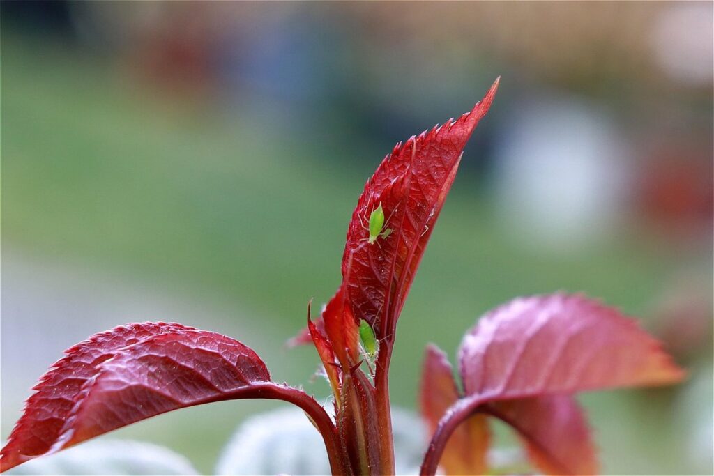 white aphids on plants