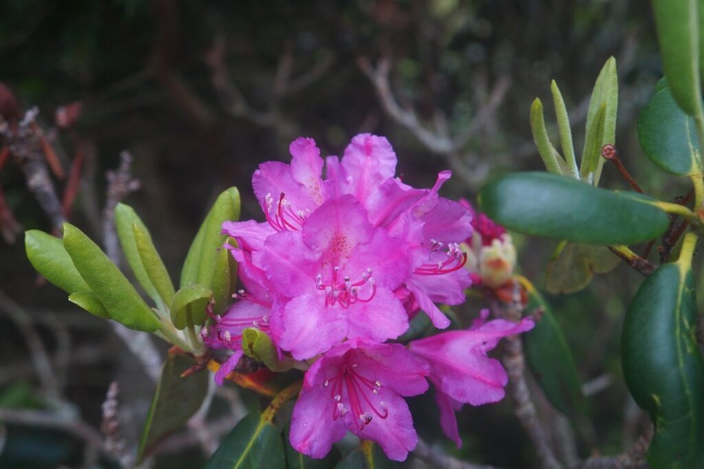 cultivating appalachian mountain flowers for gardens