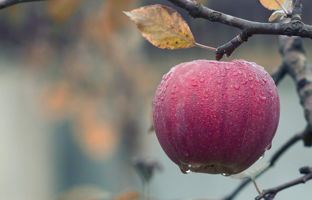 brown spots on apple tree leaves