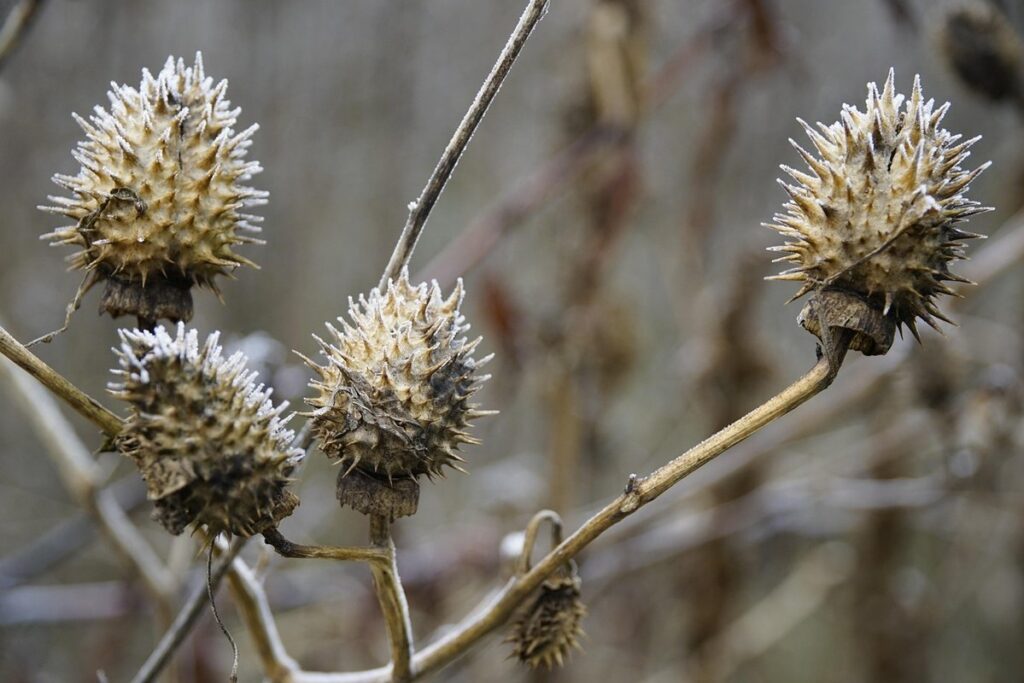 apple seed toxicity