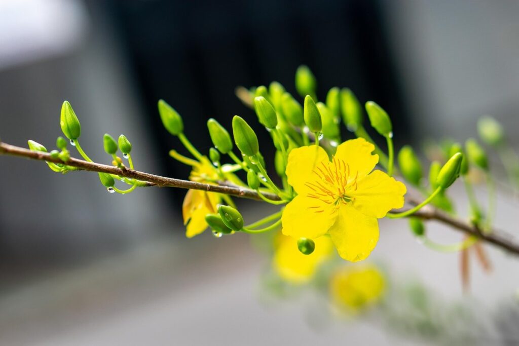 apricot pollination