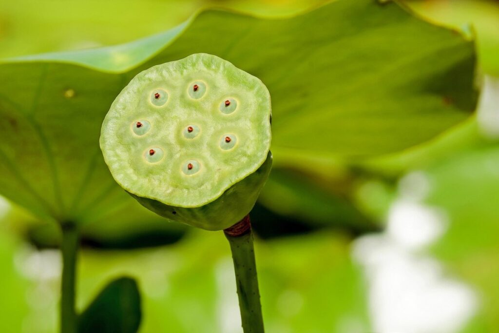 aquatic plants for ponds